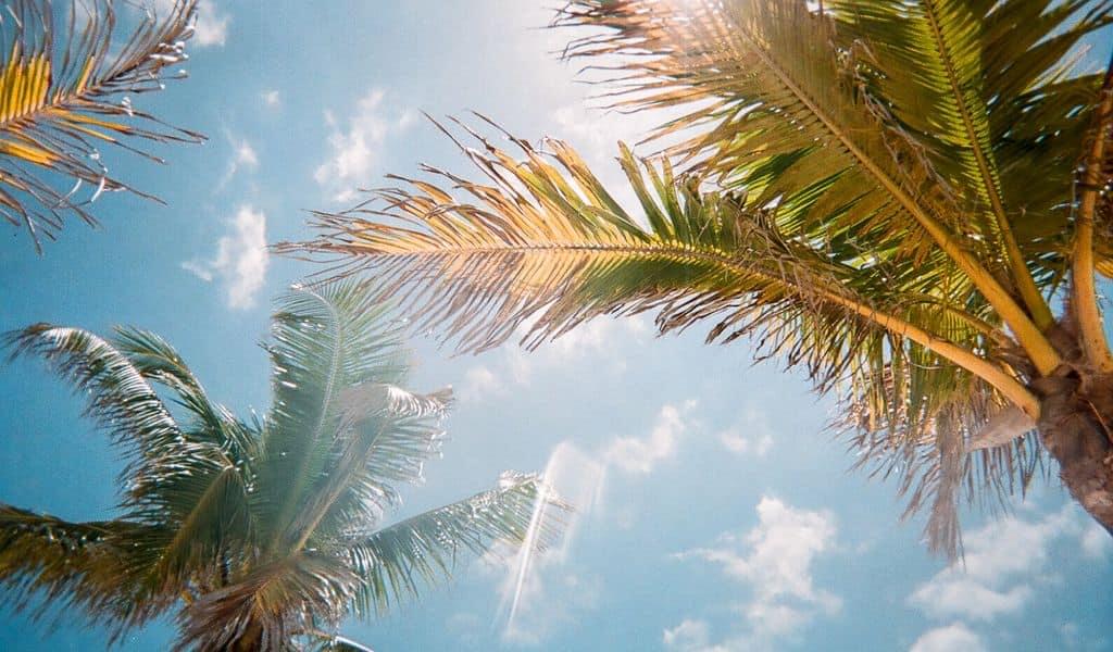 A view of palm trees from the ground, with sun streaming through the fronds