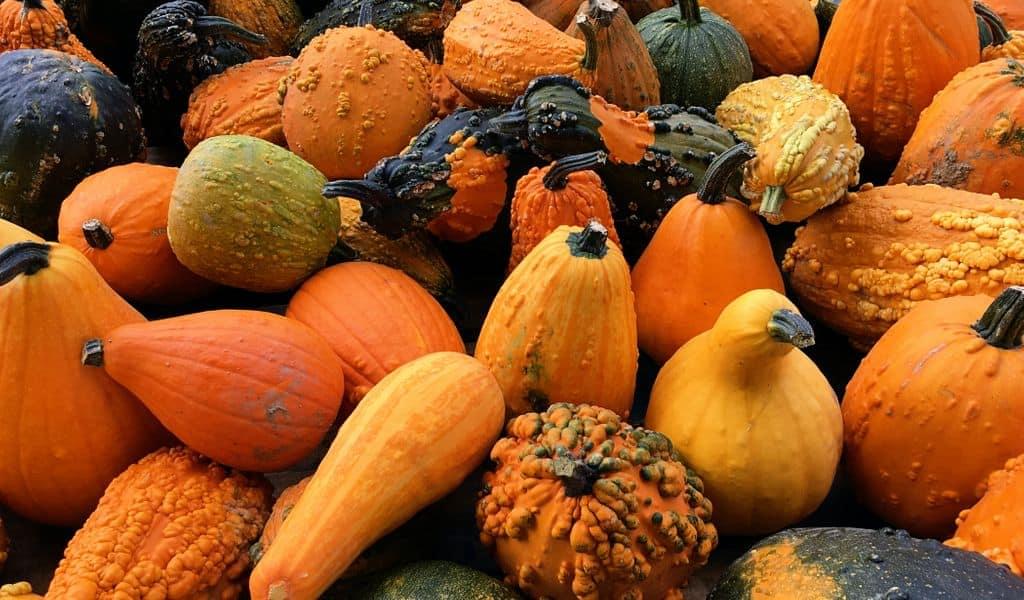 Winter squash, pumpkins, and gourds, all my! All grown in Ohio with care