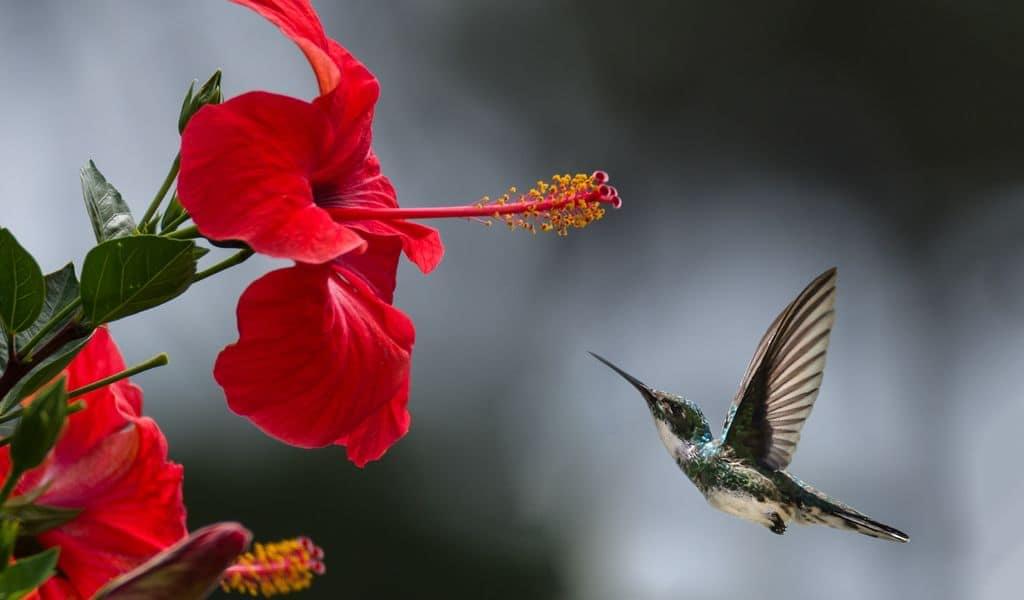 Brown and white hummingbird preparing to land on a red hibiscus flower