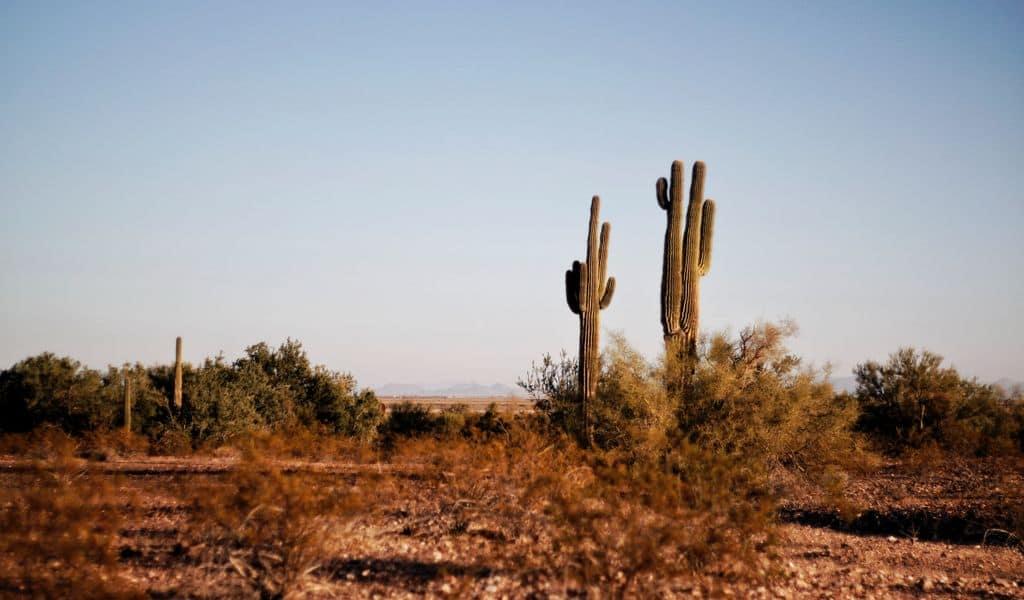 Two green cacti in the desert with desert surrounded by desert brush and blue skies in the background