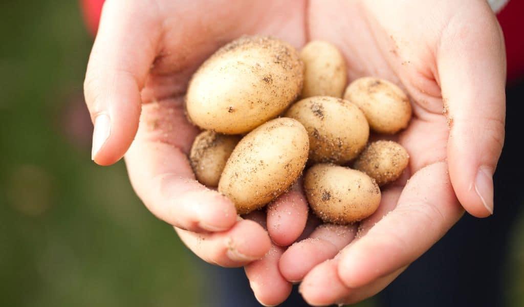Man holding potatoes in his hands