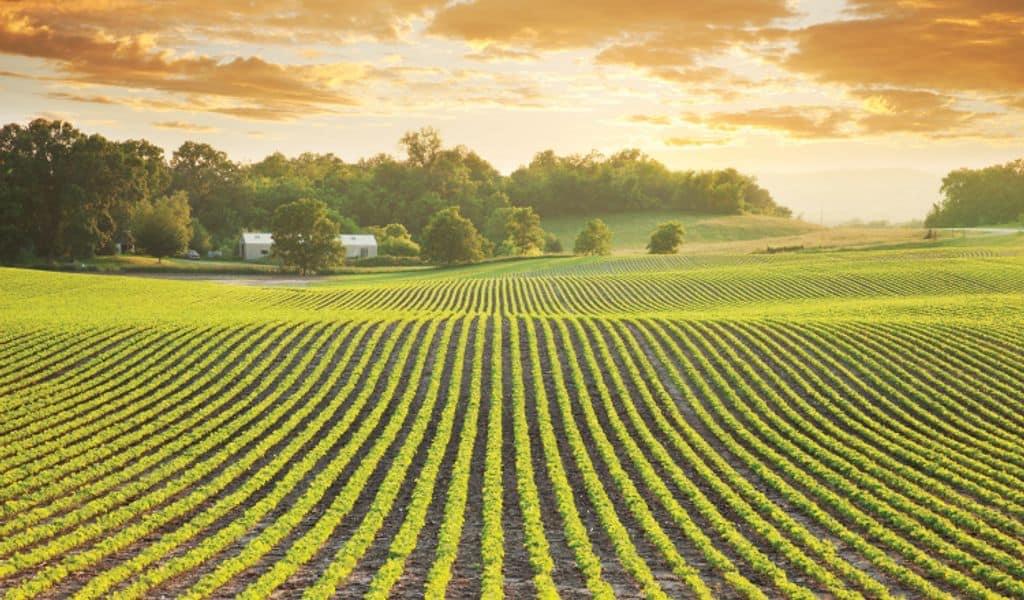 Minnesota agriculture is rooted deep, lush green lands