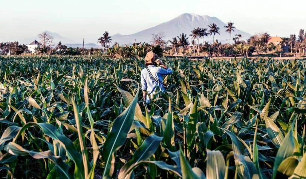 Woman wearing a hat and blue shirt standing in the middle of a green cornfield