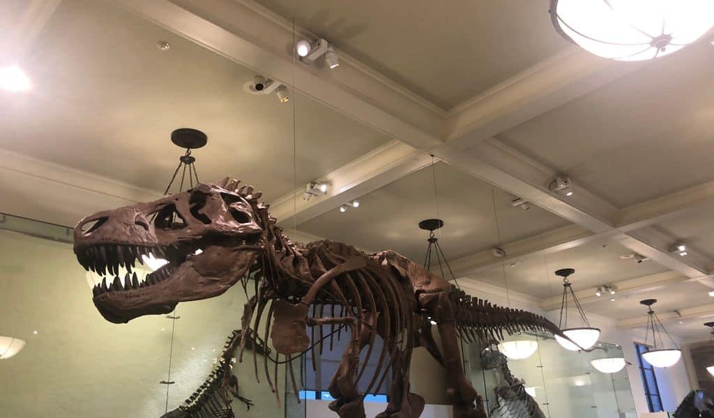 A dinosaur skeleton on display at the American Museum of Natural History in NYC