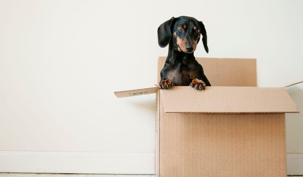 A cute dog looks out of a cardboard packing box