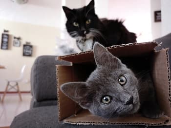 Two cats and moving boxes