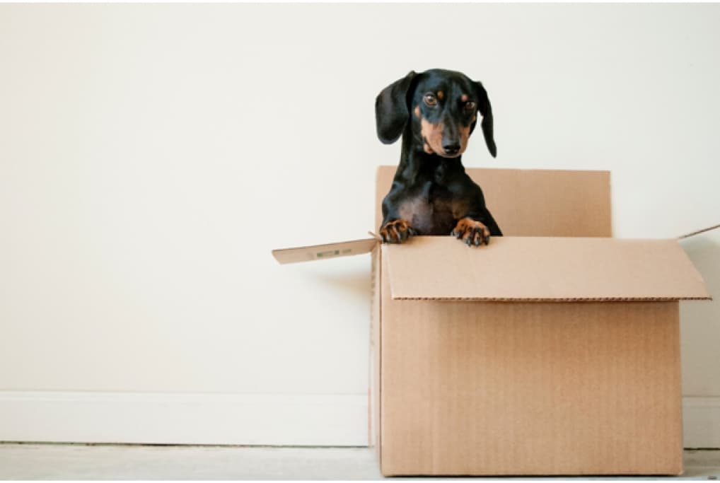 Dog and moving box