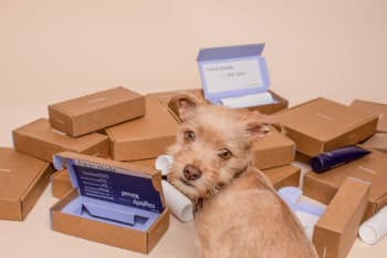 Dog with moving boxes