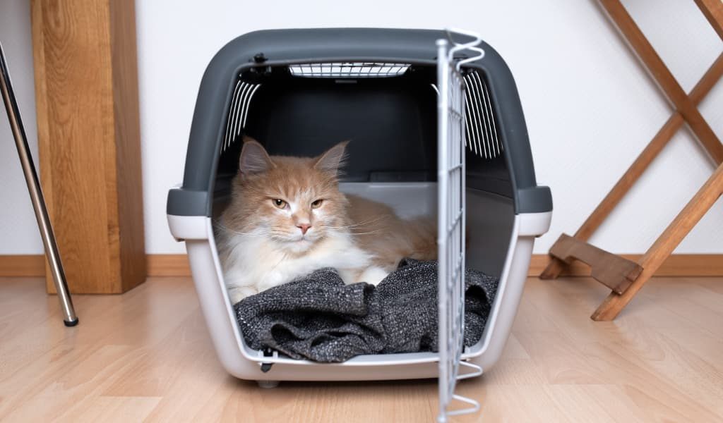 A cat laying inside a carrier