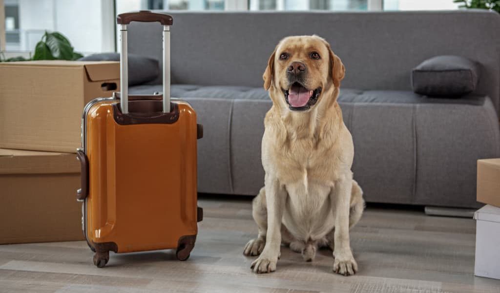 A dog with a suitcase for moving to a new home