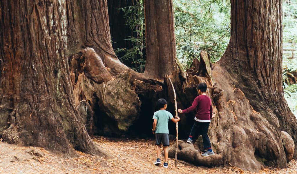 Children beneath large Sequoia trees in a California forest