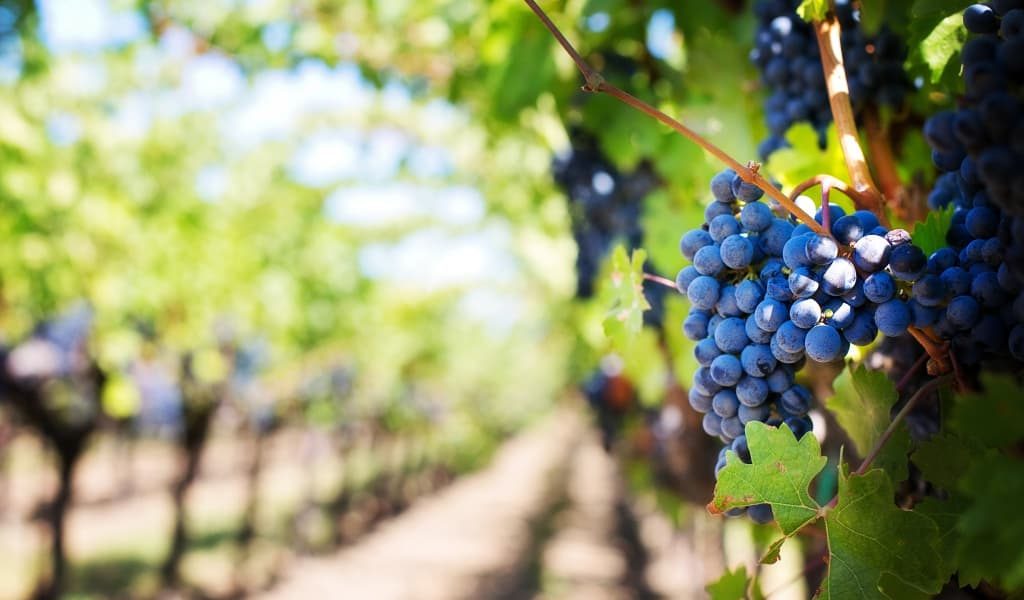 Vineyard with a bunch of purple grapes in the foreground