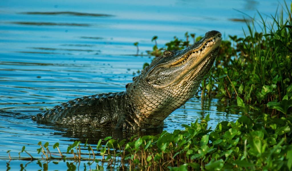 Large alligator climbing out of the water onto the riverbank