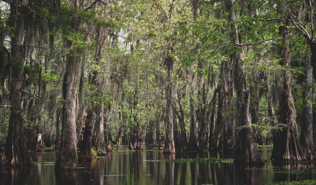 The popular Lake Martin in Lafayette, Louisiana