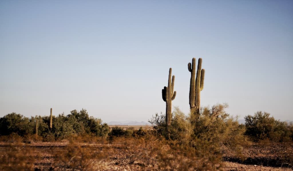 Two green cacti standing in a dry area with blue sky in the background