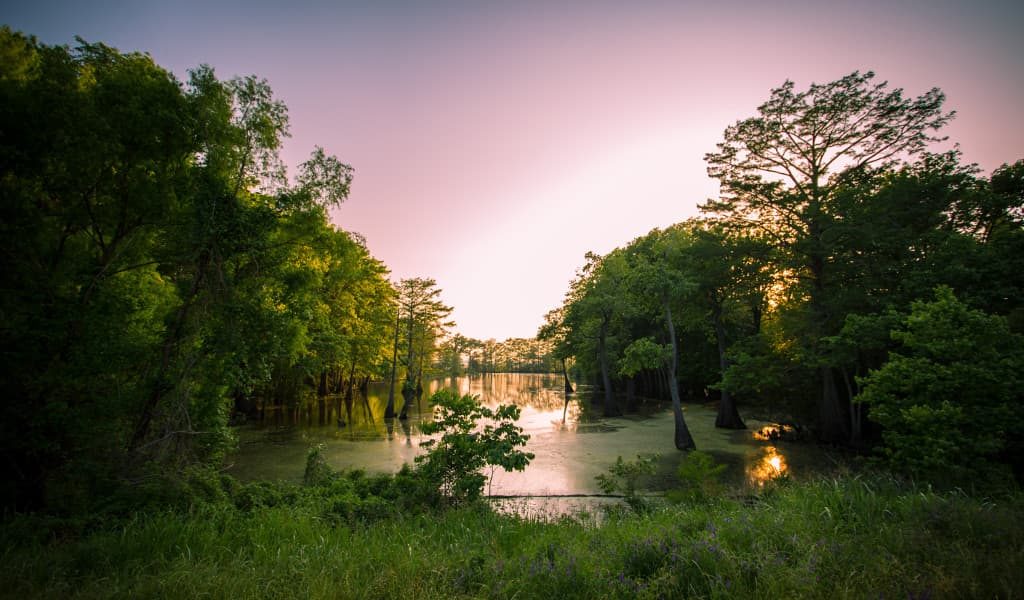 A glimpse of a bayou in Mississippi