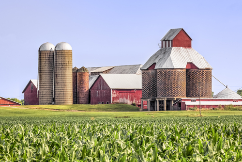 A beautiful cornfield in Cornhusker State